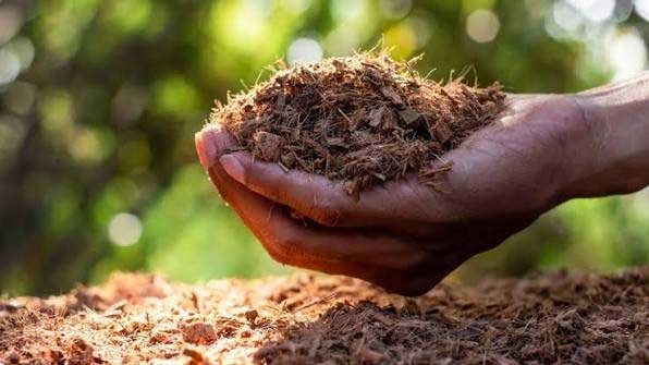 Coconut Substrates and Value-Added Products